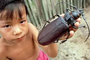 رازبقا؛ حشره غول پیکر از گربه بزرگ تر