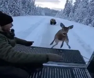 معماری طبیعت؛ آهو داشت از دست خرس فرار میکرد دید وانت سرعتش بیشتره پرید پشتش