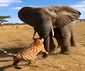 معماری طبیعت؛ ببر خریت کرد