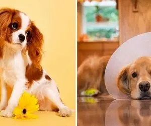 چرا سگ ها را عقیم میکنند؟ / لطف بزرگی که بشر میتونه در قبال این حیوانات انجام بده!