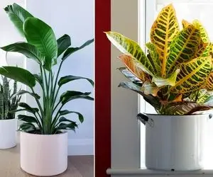 5 گل آپارتمانی از نوع مقام و همیشه سبز / اینا فیسشون گوگولیه ولی توشون هرکول خوابیده