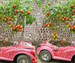 ایده های خلاقانه؛ آقاهه تو ماشین بچه هاش گوجه فرنگی کاشته یه خروار محصول برداشته 