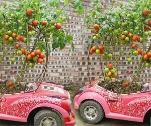 ایده های خلاقانه؛ آقاهه تو ماشین بچه هاش گوجه فرنگی کاشته یه خروار محصول برداشته 