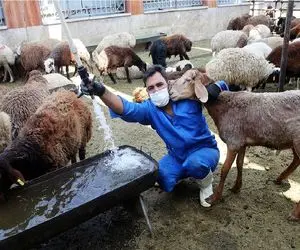 قیمت دام زنده امروز ۱۸ فروردین ۱۴۰۴ + جدول