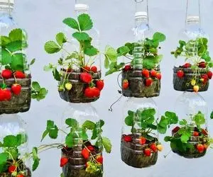 ایده های خلاقانه؛ توت فرنگی تو باغچه خوب نمیشه اما تو بطری آب معدنی محشر میشه 