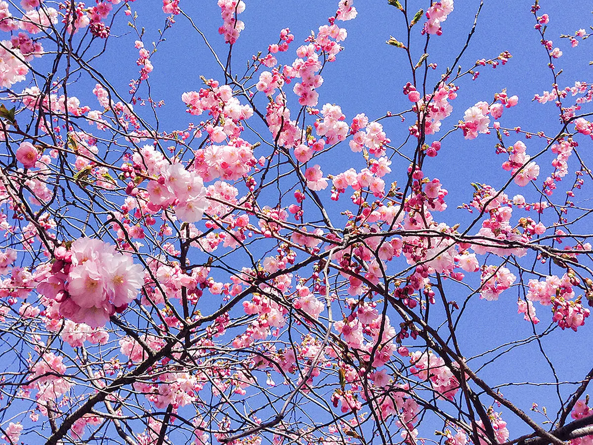 whysojapan_sakura_hanami_kungsan_2014_3