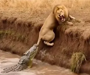 مستند حیات وحش؛ انتقام شیر از تمساح ددمنش بخاطر گاز گرفتن دمی که عین ناموسشه