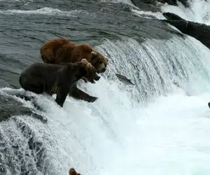 از جذابیت‌های حیات وحش؛ سه تا خرس گریزلی خنگ نمیتونن واسه ناهار یه ماهی شکار کنن