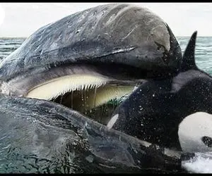 دنیای آبزیان؛ نهنگ قاتل معلوم نی از کدوم جهنم دره سر رسید چندتا دلفین به نیش گرفت رفت