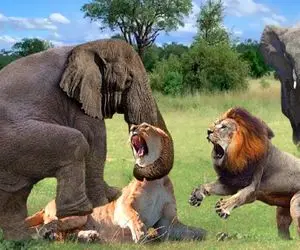جذابیت حیات وحش؛ فیل ددمنش شیر قسی که به نوزادش حمله کرد رو خفه کرد داد کفتار ببلعه