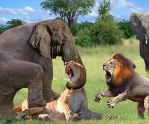 جذابیت حیات وحش؛ فیل ددمنش شیر قسی که به نوزادش حمله کرد رو خفه کرد داد کفتار ببلعه