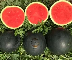 کشاورزی نوین؛ کشت هندوانه های که هر چقدر سیاه و مشکی تر باشن گران قیمت تر هستند