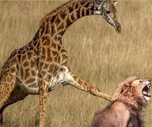 مستند حیات وحش؛ وقتی شکار شرور شیر رو میگیره به باد کتک