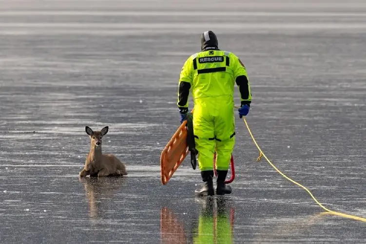 معماری طبیعت؛ نجات آهویی که روی یخ مثل شیشه سکندری می رفت 