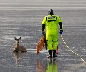 معماری طبیعت؛ نجات آهویی که روی یخ مثل شیشه سکندری می رفت 