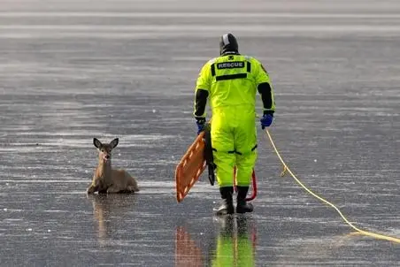 معماری طبیعت؛ نجات آهویی که روی یخ مثل شیشه سکندری می رفت 
