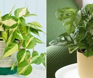 میخوای برگ های پتوس پهن و زیبا بشه؟ با این ترفندا برگای قلب قلبیش حسابی خوشگل میشه
