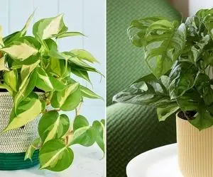 میخوای برگ های پتوس پهن و زیبا بشه؟ با این ترفندا برگای قلب قلبیش حسابی خوشگل میشه