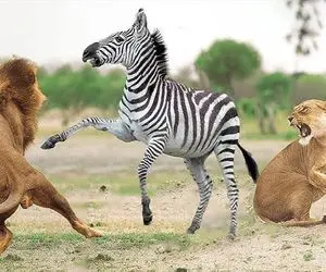 بدایع حیات وحش / خر راه راه با ضربات سهمگین به سمت شیر می رود تا از مرگ برهد