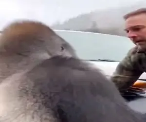 معماری طبیعت؛ گوریل بچه اشو سپرد به آقاهه رفت فن جانسینا رو گرگ های شرور زد