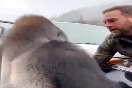 معماری طبیعت؛ گوریل بچه اشو سپرد به آقاهه رفت فن جانسینا رو گرگ های شرور زد