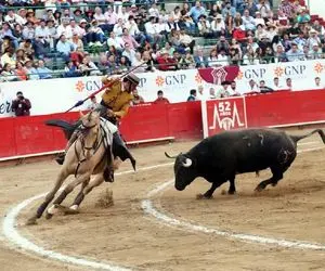 تاخت و تاز خونین؛ وسط مسابقه گاو ددمنشانه افتاده دنبال گاوچرون و اسبش نزدیک شاخش بزنه