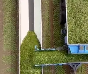 کشاورزی نوین؛ بیش از 1000 تن خیار رو تو مزرعه پرورش دادنو تو کارخونه خیارشور انداختن