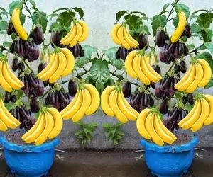 کشاورزی نوین؛ موز و بادمجون رو با هم پیوند زدن یه درخت شده هم موز آویزونش هم بادمجان