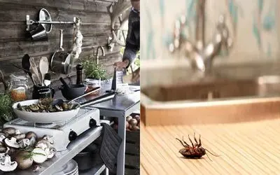 چرا آشپزخونمون شده خونه سوسک‌ ها؟/ با این ترفندا همشونو تار و مار کن