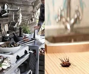چرا آشپزخونمون شده خونه سوسک‌ ها؟/ با این ترفندا همشونو تار و مار کن