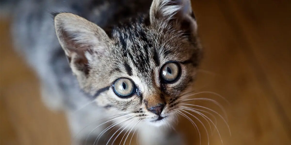 Thinking-of-getting-a-cat