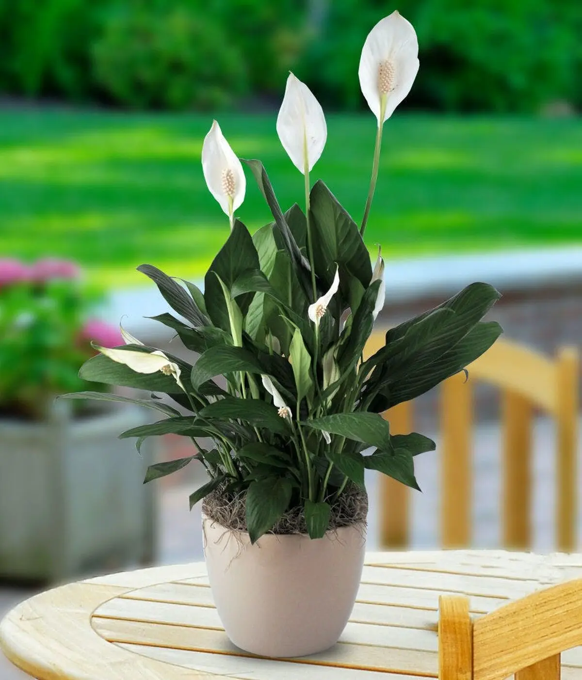 دکور خونه با گل و گیاه