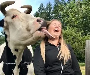 گاوهای باورنکردنی؛ دامداران محلی اینگونه بزرگترین گاو جهان را پرورش می دهند