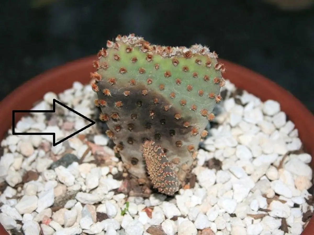 cactus-cactaceae-Phytophthora