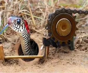 از جذابیت‌های حیات وحش؛ با انبر دست تله گذاشتن ولی مار اونو سوسکی رد میکنه