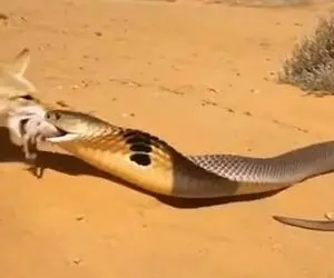 مستند حیات وحش؛ روباه دم مار کبرا را گرفت و ول نکرد