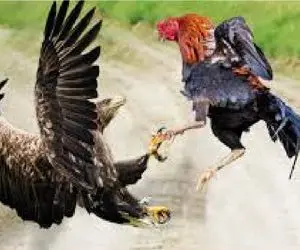 جذابیت حیات وحش / عقاب شیرجه اومد مرغارو دو در کنه خروس غیرتی بال و پرشو چید