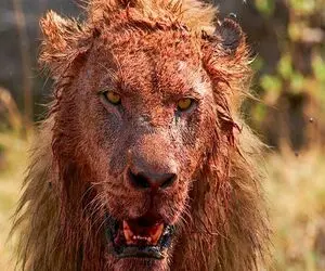 جذابیت حیات وحش؛ حیوانی که شیر شکار کرد قبل از اینکه بفهمد چه اتفاقی افتاده گرفتار شد