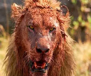 جذابیت حیات وحش؛ حیوانی که شیر شکار کرد قبل از اینکه بفهمد چه اتفاقی افتاده گرفتار شد