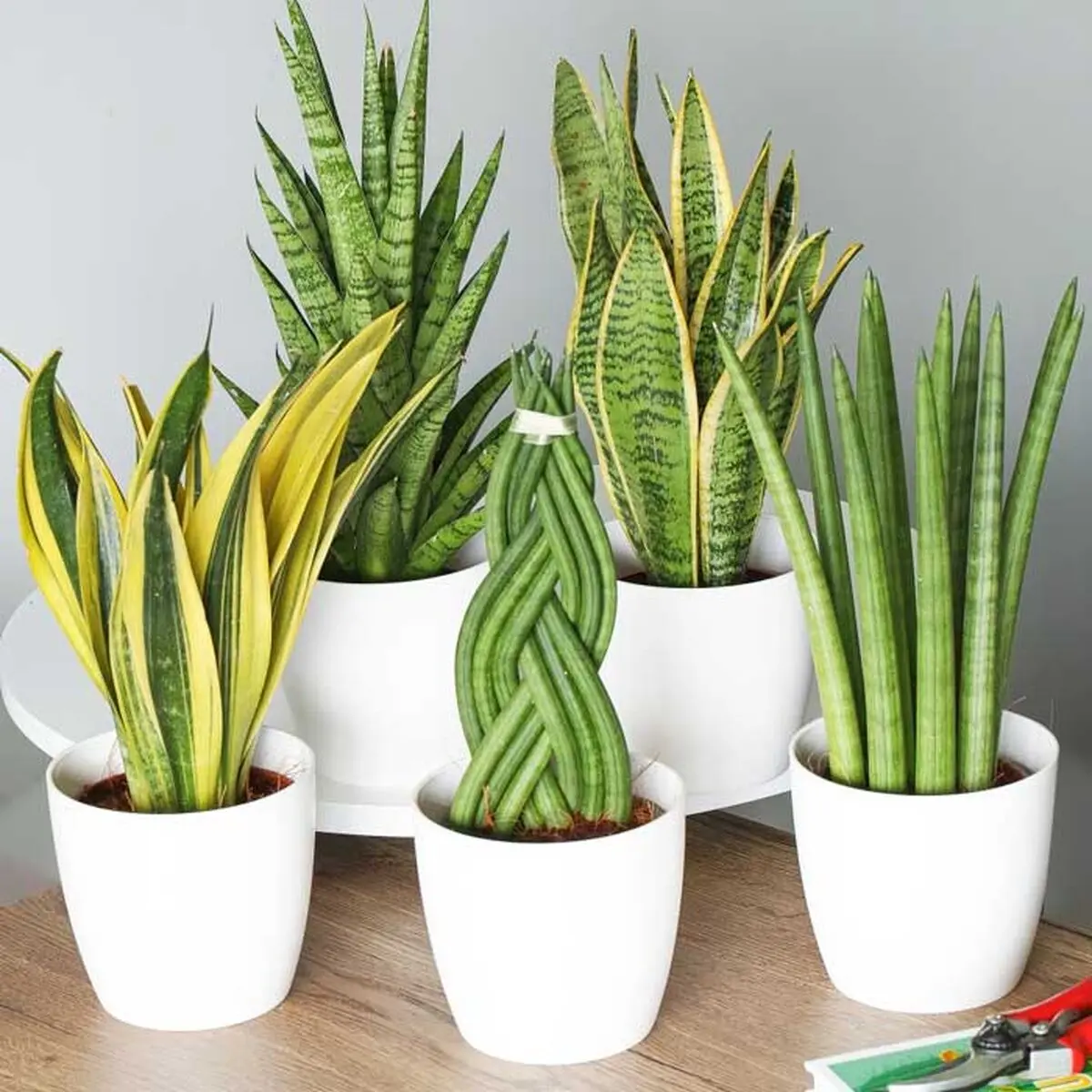تکثیر سانسوریا 5