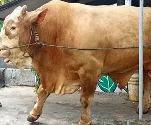 گاو های کبیر؛ گاو پرورش میدن به قدری بزرگ و گوشتی که بغل شون وایسی می ترسی