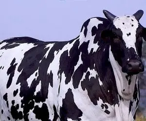 فرآوری گاو؛ گاو پورش دادن پوست و چرمش ابلق وزن داره اندازه فیل و قد و قباره زرافه