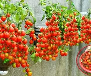 کشاورزی نوین؛ موقع کاشت گوجه گیلاسی بهش موز زدن هر دونش اندازه گردو درشت شد