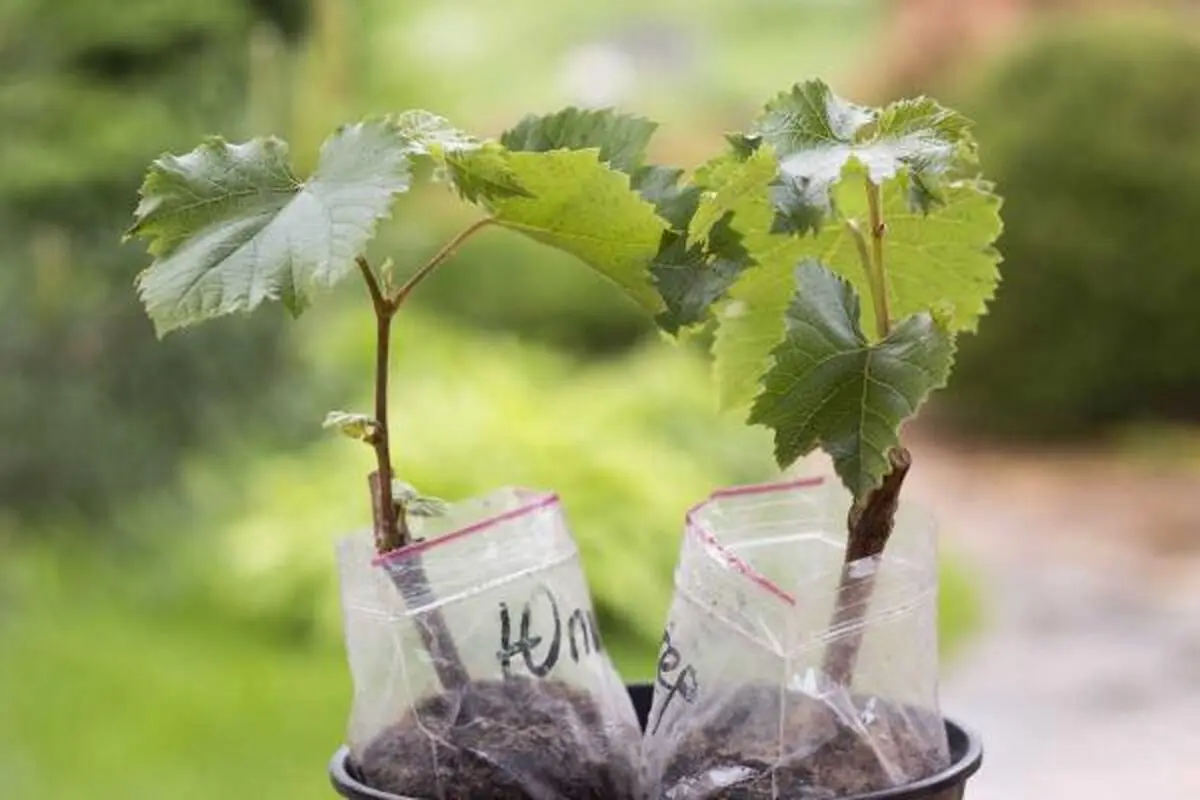 planting-grapes-1003