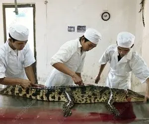 فرآوری کروکودیل؛ ببینید کروکودیل رو با چه مهارتی سلاخی و گوشتش رو خوروشتی می کنن