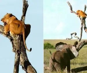 جذابیت حیات حش؛ سیرک تکان دهنده فیل و شیر وقتی حریف هم نشدند 