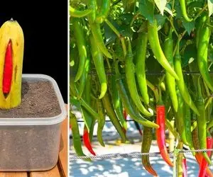 باغداری نوین؛ نحوه تکثیر فلفل چیلی توی موز که تضمینی جوابه