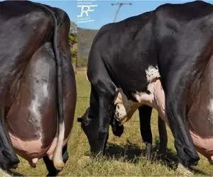 گاوهای باورنکردنی؛ گاو غول انقد شیر داره که با دست قادر به دوشیدنش نیستن