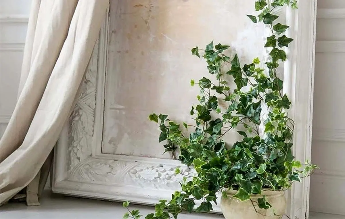 English-ivy-care-1