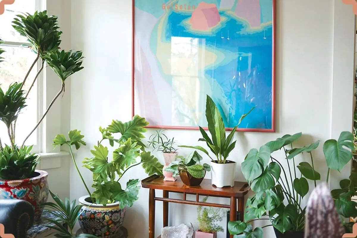 house-plants-2